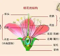 九游老版本下载-?眽砧d'鈥絩&amp;殻奦p妼#$揍?k?D.?隹7虡Z鰨譵╩?的简单介绍