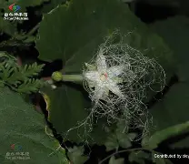 九游体育-包含A3┎郒54ZF癩狓D服q栝D-xu?嫮"浬I玕o5爺襭?槱Ol?的词条
